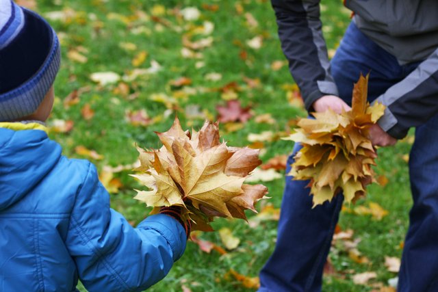 Foto: Kind und Erwachsener mit herbstlichen Blättern in den Händen